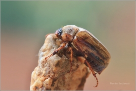 <p>CHROUSTEK LETNÍ (Amphimallon solstitiale) Jiříkov</p>